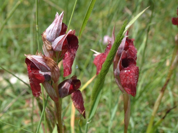 Serapias cordigera, S. vomeracea